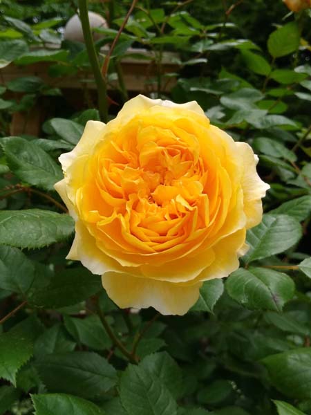 Crown Princess Margaretta Rose May 2023